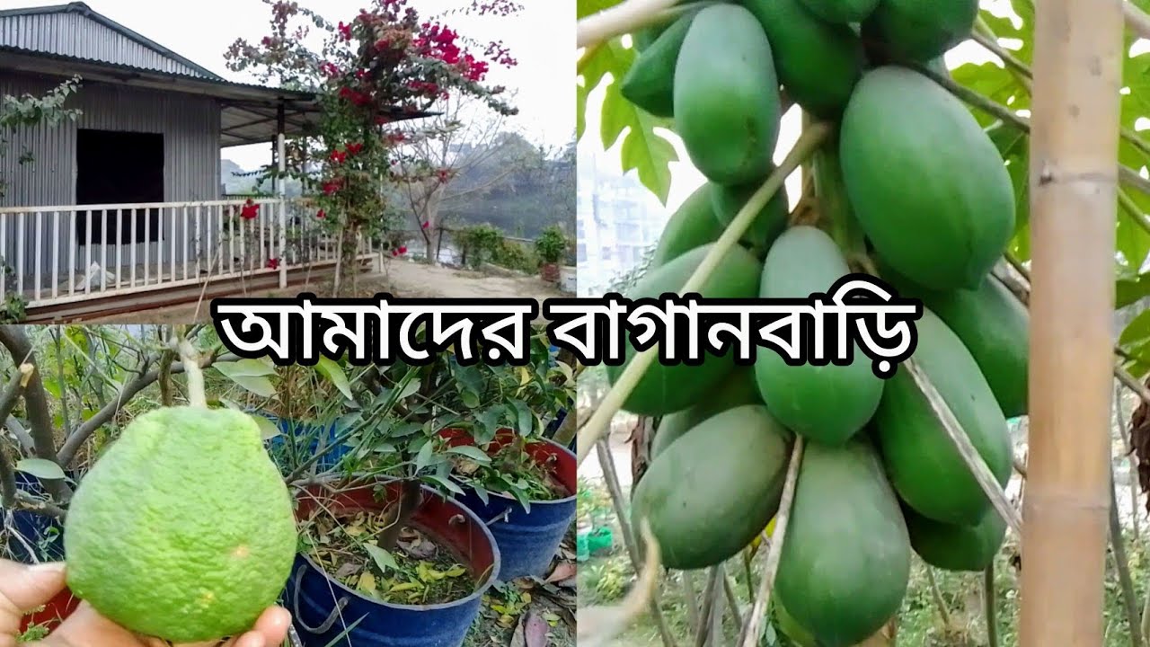 উত্তরায় আমাদের বাগানবাড়িতে কত রকমের ফলের গাছ দেখুন /our baganbari in uttara// 