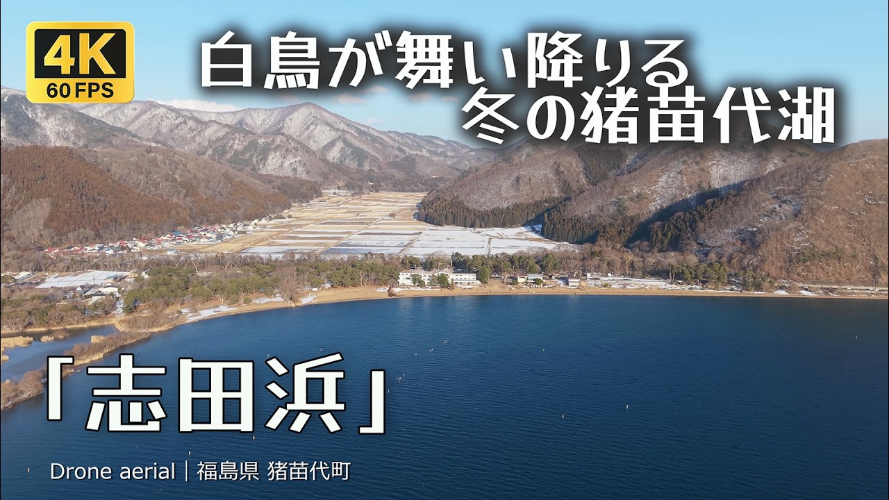 【4K空撮】白鳥が舞い降りる、冬の猪苗代湖・志田浜【ドローン】