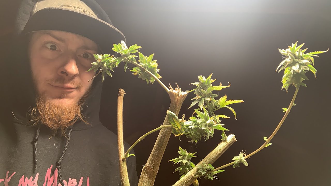 HOW TO REVEG CANNABIS FROM FLOWER BACK TO VEG