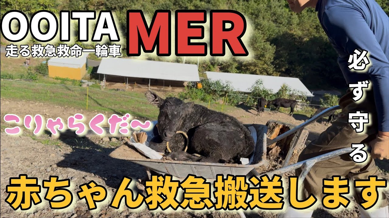 はまちゃん出産しだけど赤ちゃんが、、