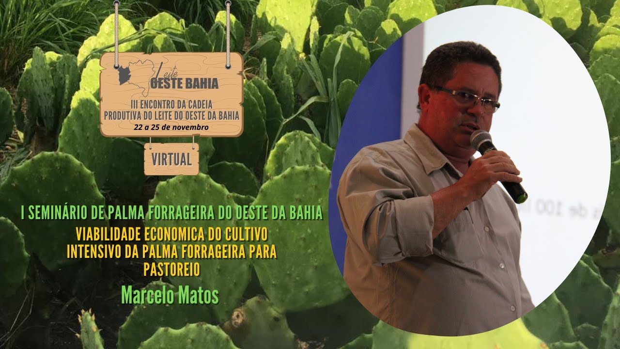 VIABILIDADE ECONOMICA DO CULTIVO INTENSIVO DA PALMA FORRAGEIRA PARA PASTOREIO