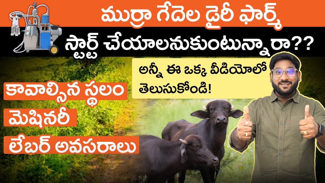 Murrah Buffalo Farming 2025 in Telugu - Land, Machinery & Labor Needs | Start Dairy Farm | Part - 4