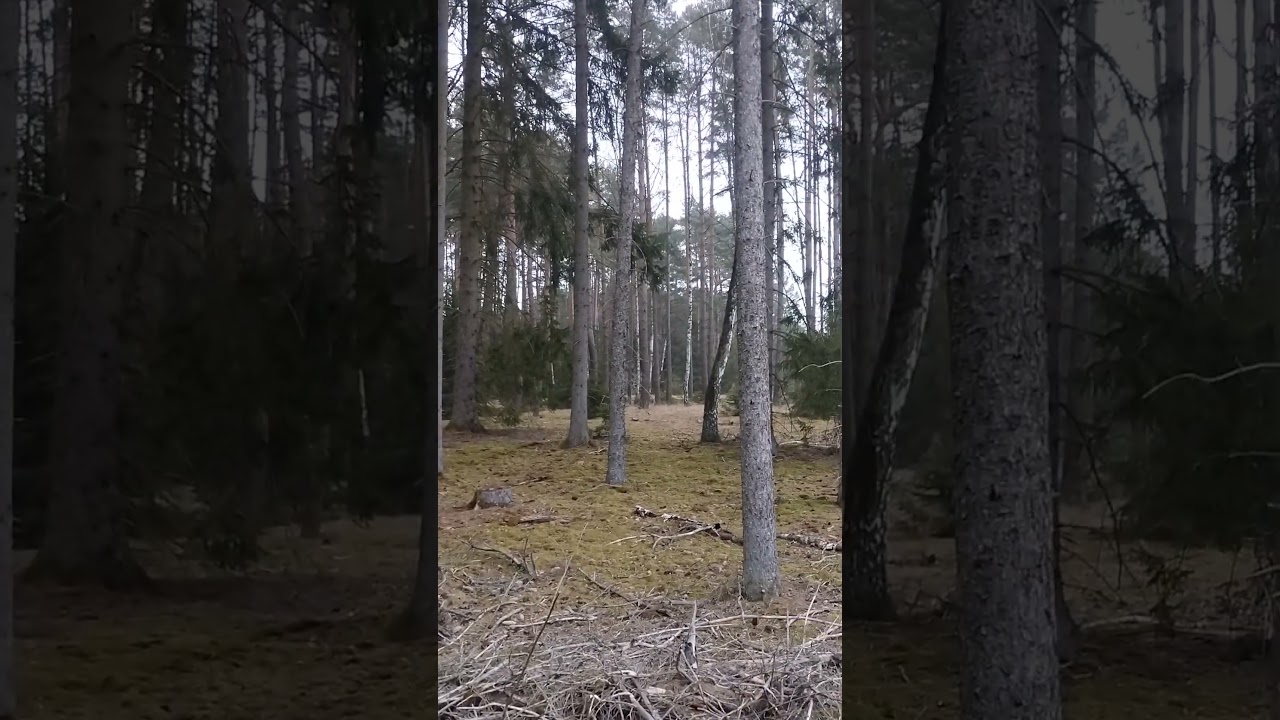 Gwar leśny 29 marca 2026🌲