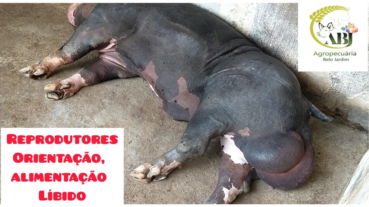Terminadores, orientação: Alimentação, baixa líbido, manejo.  POSSUIR O ANIMAL POR LONGOS ANOS.