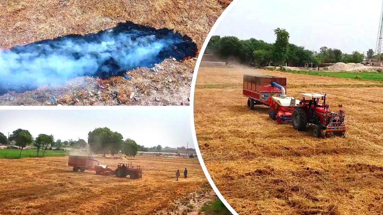 Gandum ki Kasht 2020 | Village Video | Adnan Raza Food Secrets