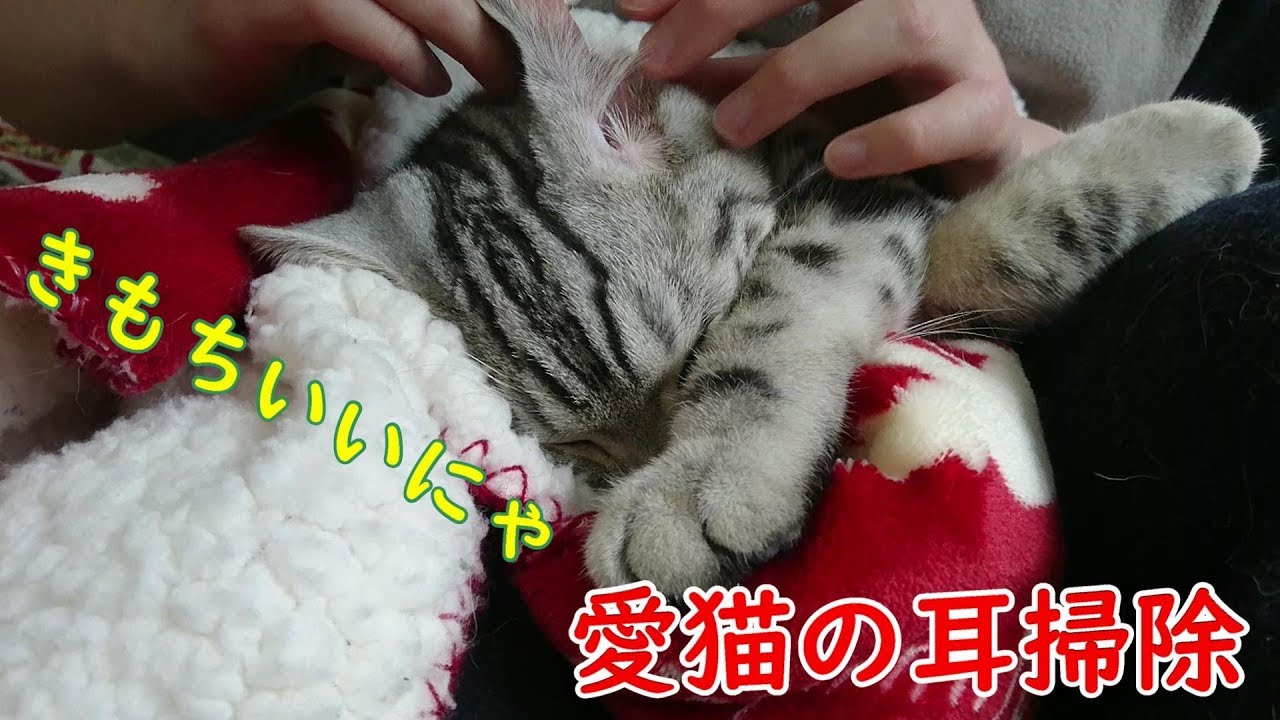 【愛猫】耳掃除をしたら思ったより気持ちよさそうだった