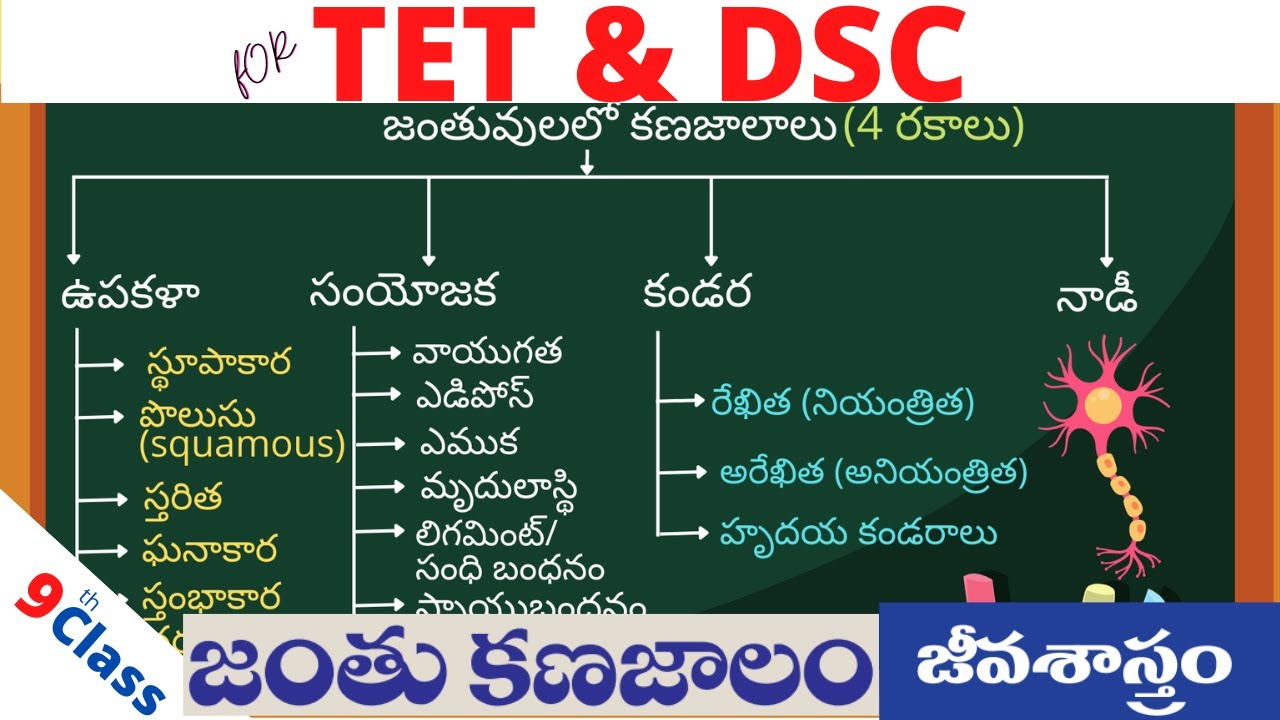 9th biology animal tissue explanation in Telugu | జంతువులలో కణజాలాలు | biology for competitive exams