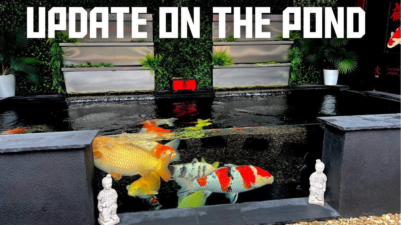 ОБНОВЛЕНИЕ KOI POND И ЧТО Я ДУМАЮ О ГЛИНЕ MAGIC POND???