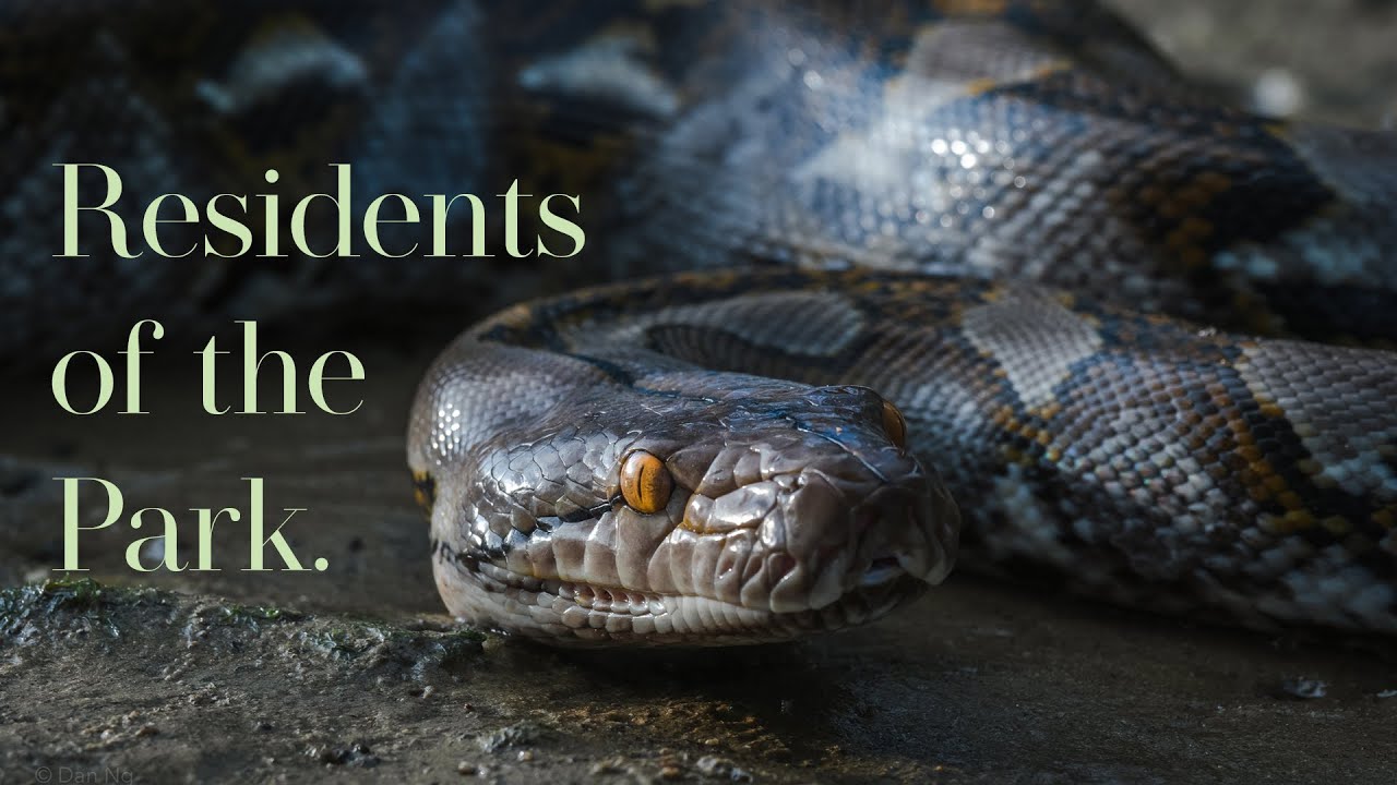 Residents of the Park | Wildlife in Singapore