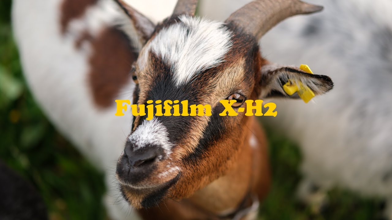 Fujifilm X-H2 ... mein erstes Mal