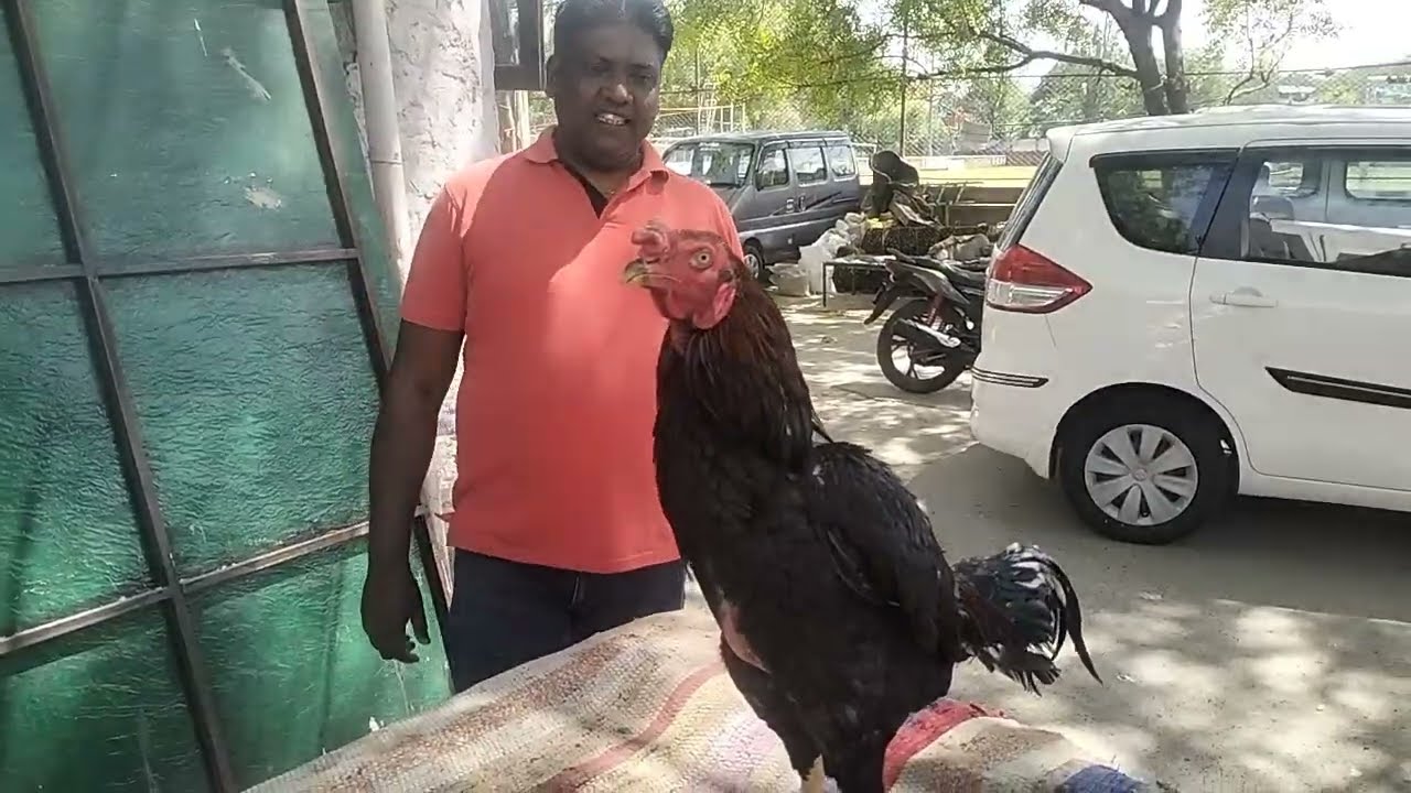 aseel, taj palta, taj khada, उस्ताद चिनू भाई, दिल्ली वाले #pets #youtube #animals