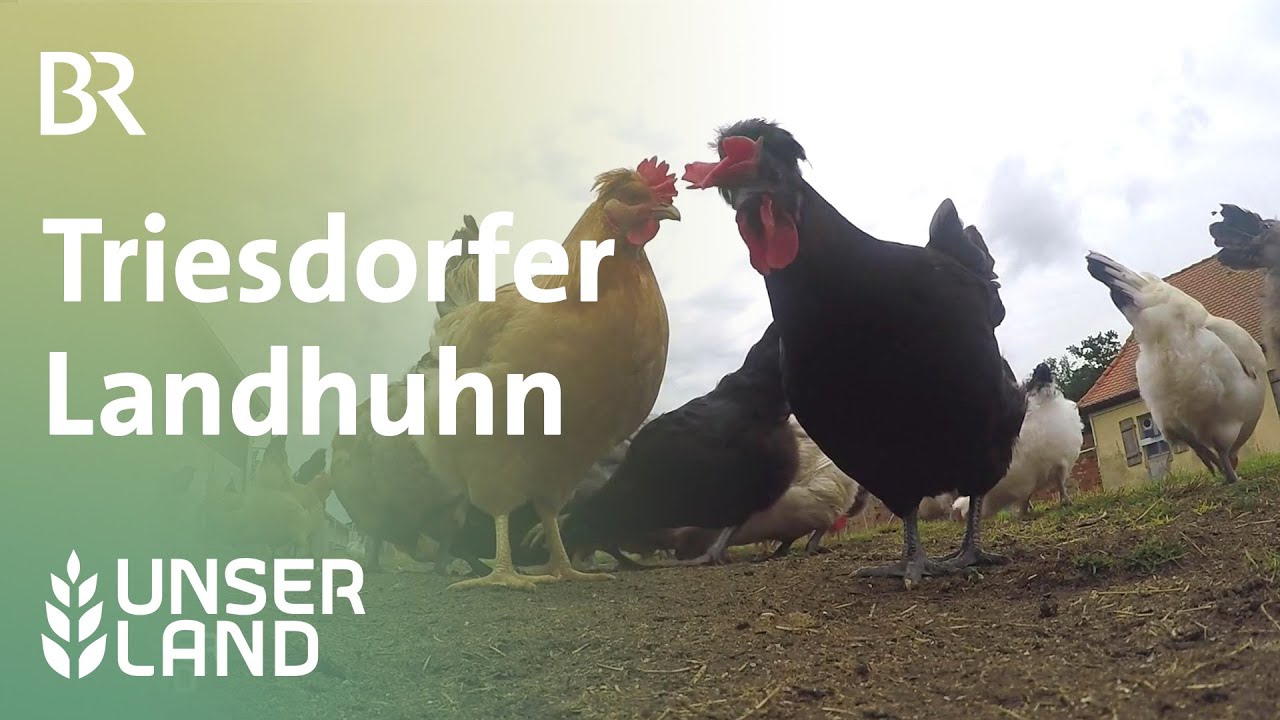 Triesdorfer Landhuhn | Unser Land | BR Fernsehen