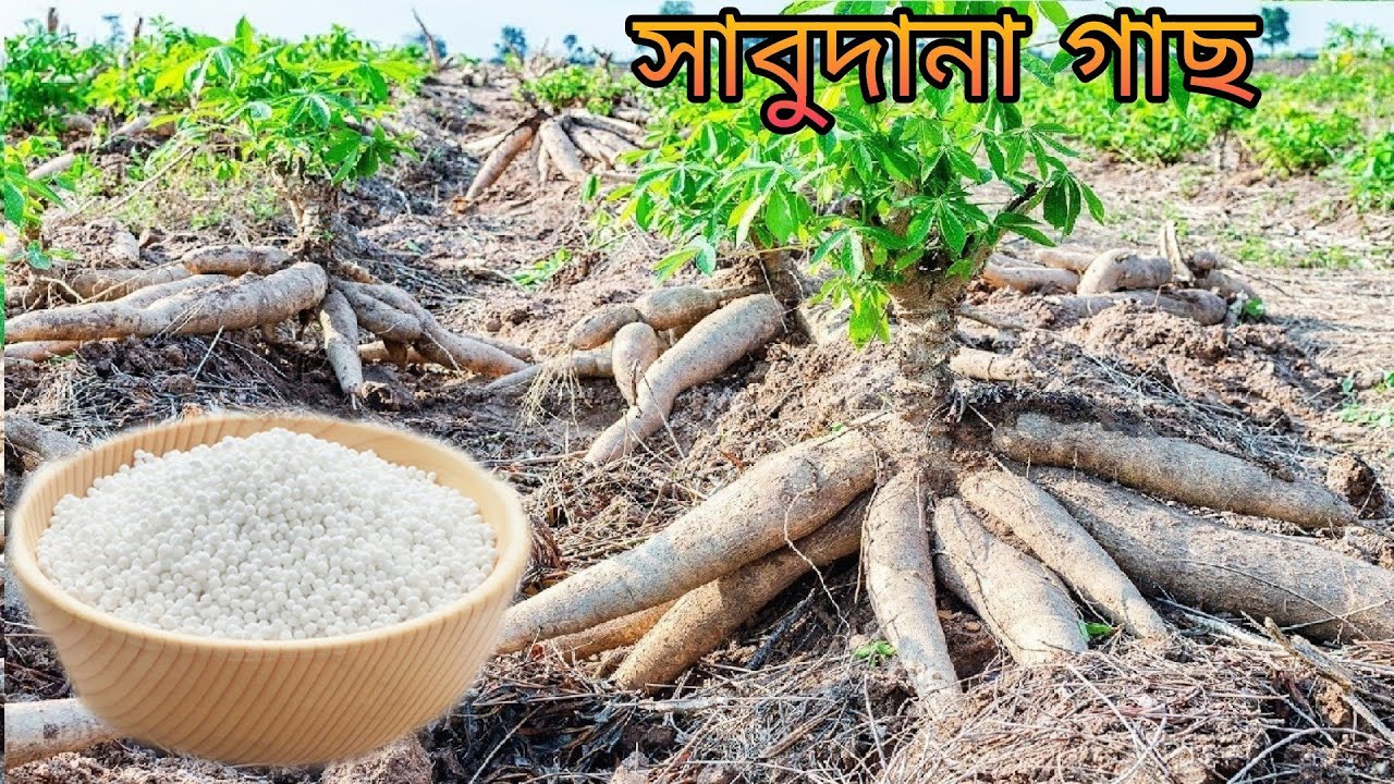 দেখুন কি দিয়ে সাবুদানা তৈরি করা হচ্ছে। Sabudana Making Process In Food Factory | How It's Made