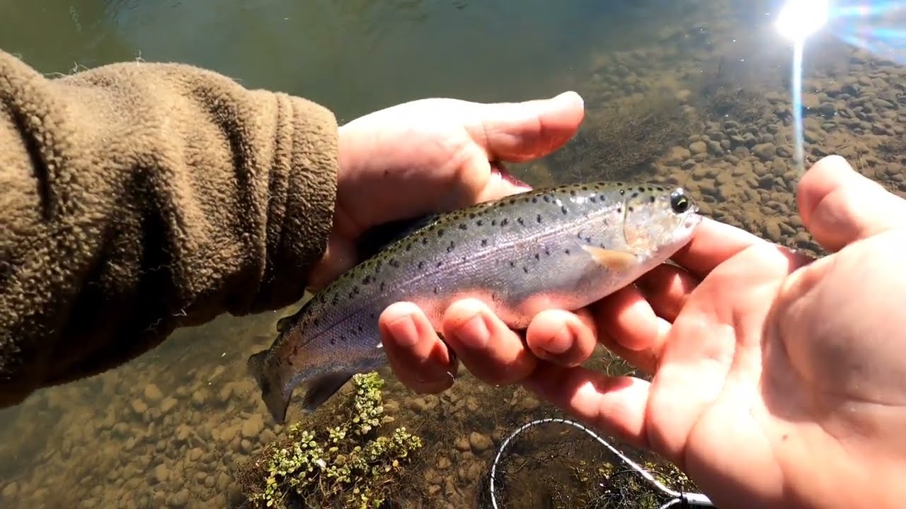 Trout Fishing Hatchery Creek (Jamestown KY) with TLK Outdoors PART 1