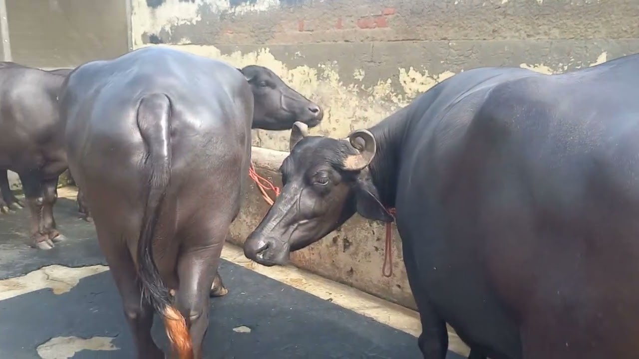 सभी भाईयो राम राम आप सब भाई नोरमल भैश से अछा सिमन लगाकर अछी कटडी तैयार कर सकते है ओर लुटनेसे बच सकते
