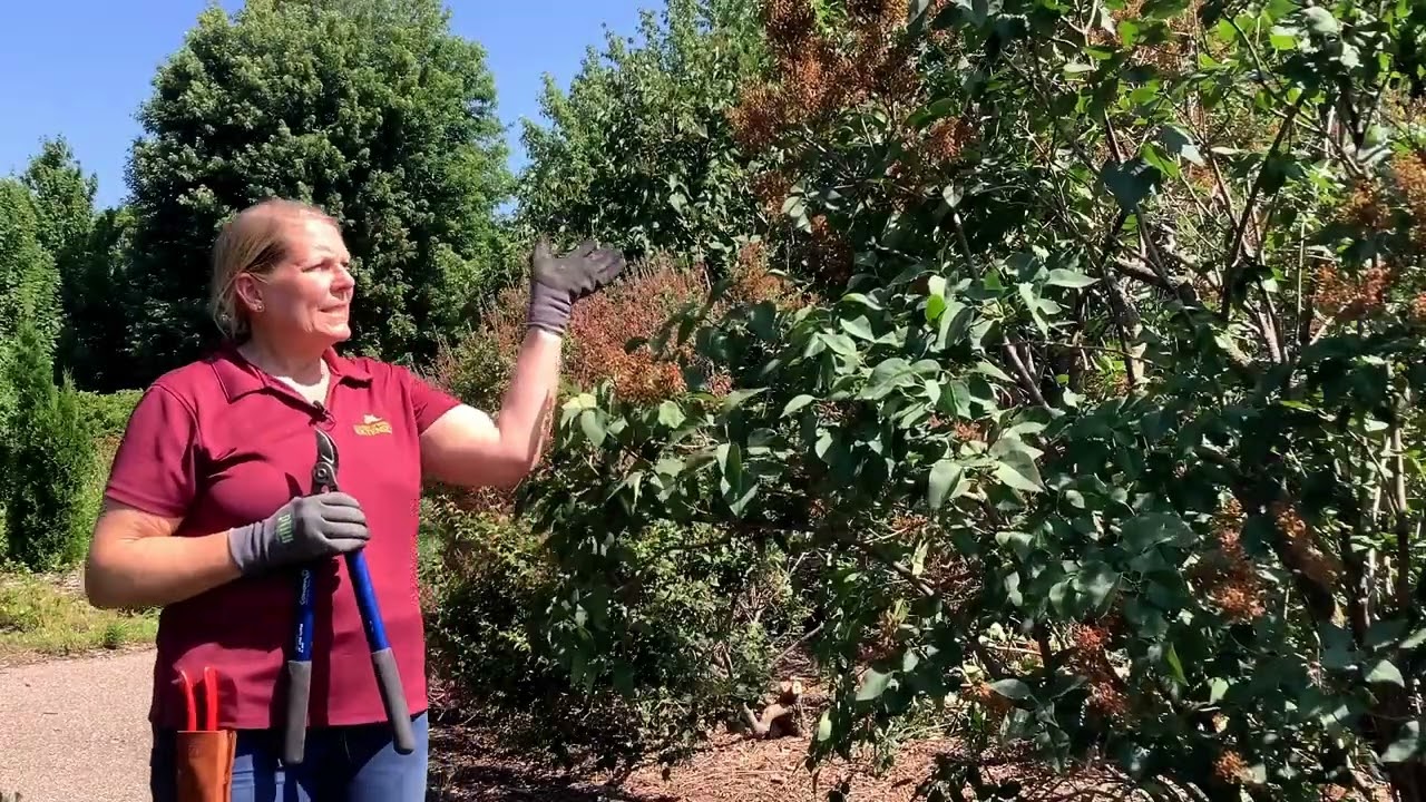 Shrub Pruning Video Series - Late spring/Early summer