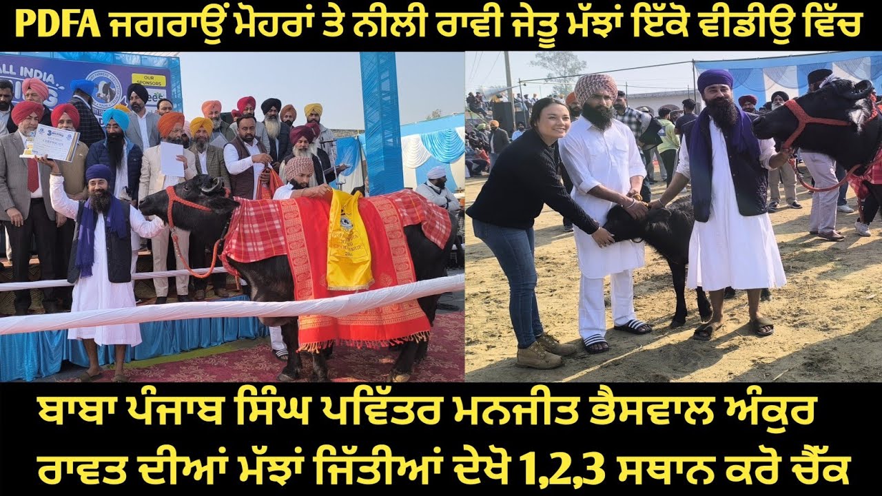 PDFA ਜਗਰਾਉਂ ਦੇਖੋ ਇੱਕੋ ਵੀਡੀਉ ਵਿੱਚ ਮੋਹਰਾਂ ਤੇ ਨੀਲੀ ਰਾਵੀ ਚੈਪੀਅਨ ਜੇਤੂ ਸਾਰੀਆਂ ਮੱਝਾਂ 1,2,3 ਸਥਾਨ।