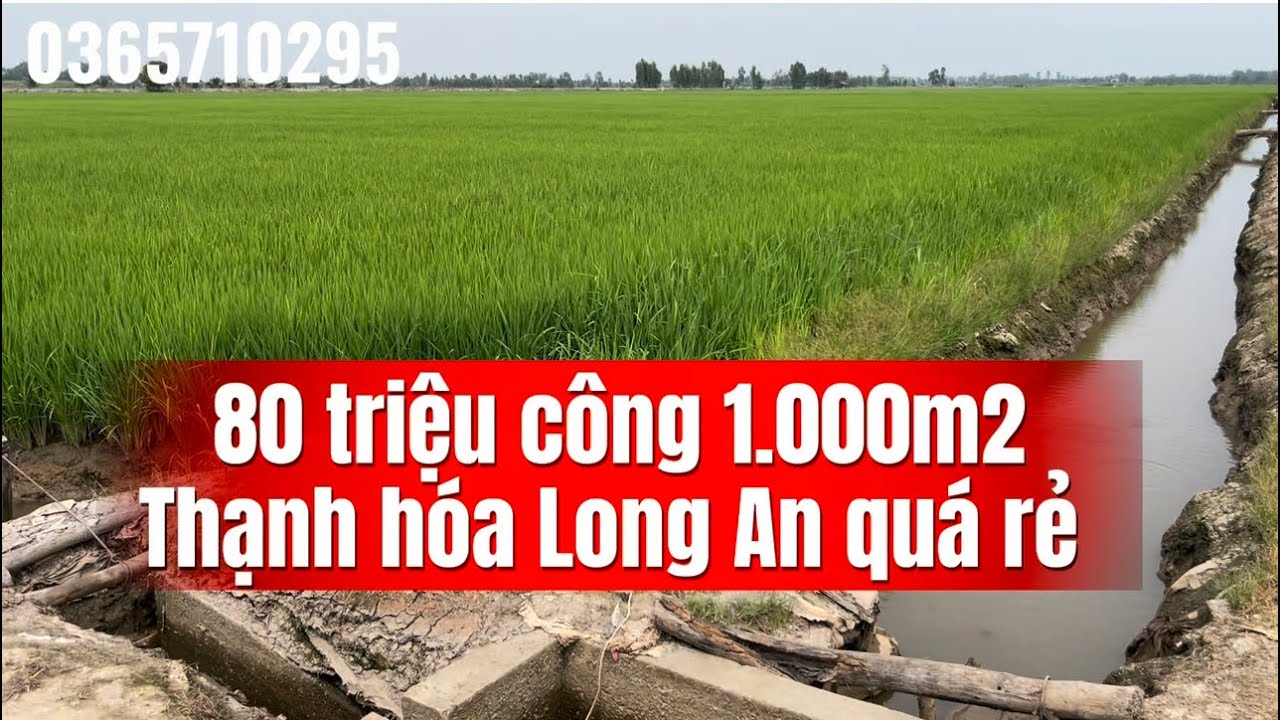💥12.000m2 khu đất 3 vụ giá 80 triệu 1.000m2 tại Thạnh hóa Long an LH 0365710295