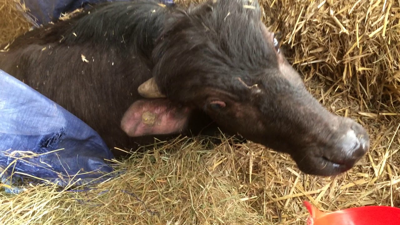 Water Buffalo Calf