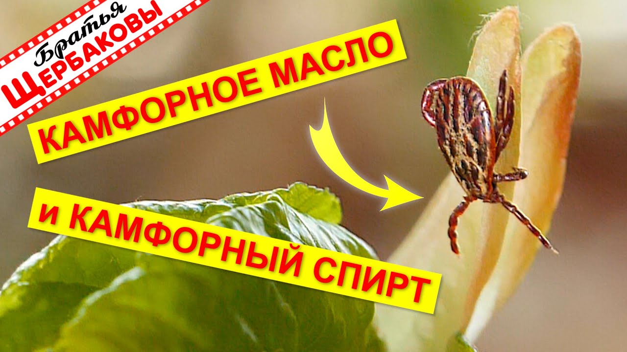 КАМФОРНОЕ масло и КАМФОРНЫЙ спирт против КЛЕЩЕЙ. Честный эксперимент с живыми клещами!