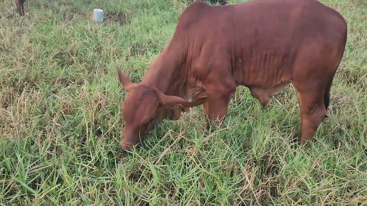 Bê con nhỏ xíu tập ăn cỏ giữa đồng quê