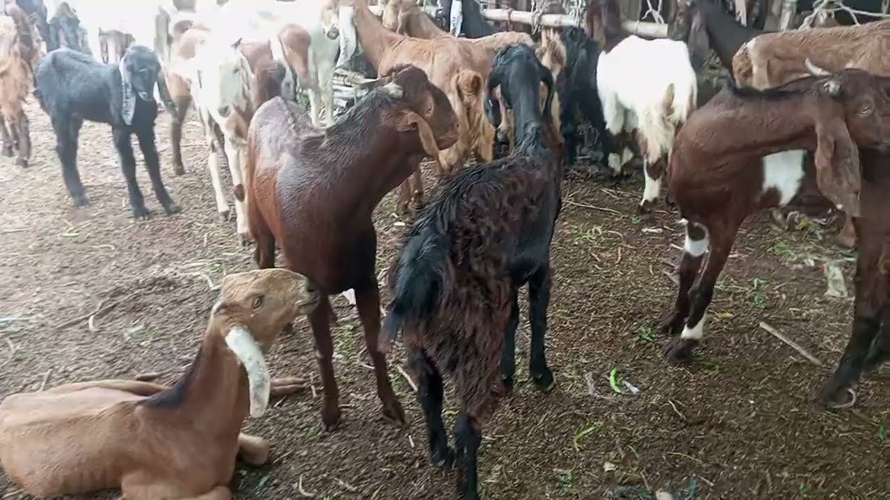 Goat viral meeting ⚡
