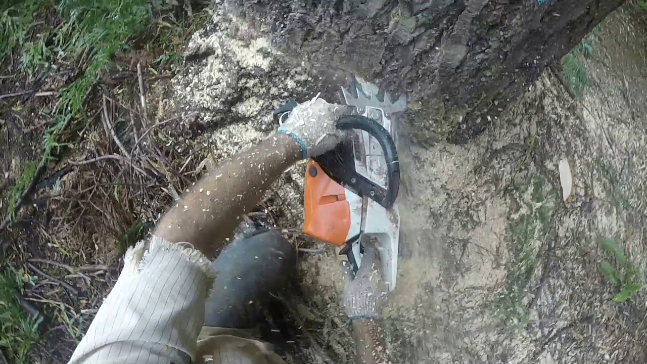 Stihl ms462 r c-m Working On A Nice Fir