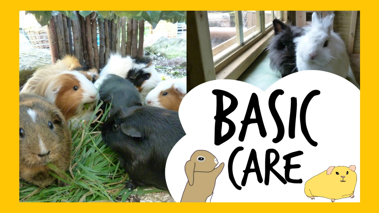 BASIC Guinea Pig & Rabbit Care