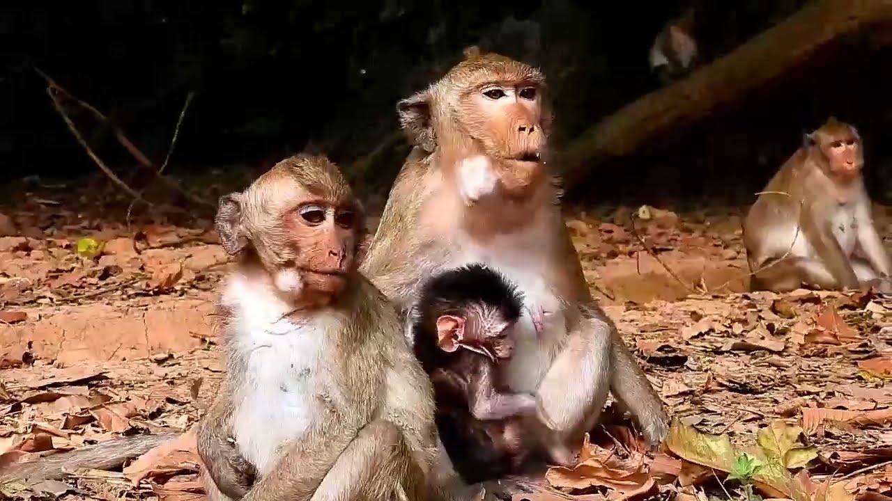 Monkey Grab In Cambodia Good All Monkeys In Khmer #077
