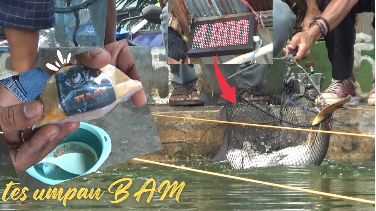 UMPAN BAM AMIS PREMIUM || ESSEN GARENG || UMPAN IKAN MAS || ADUN MANCING