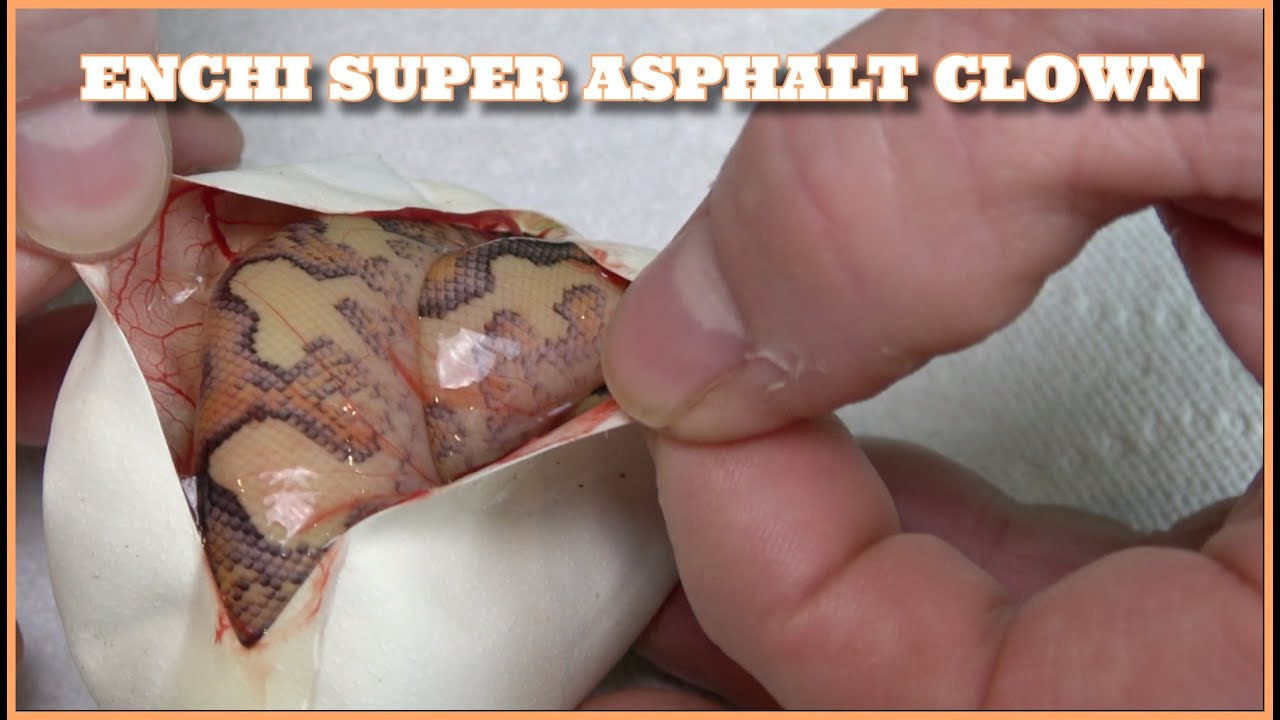 We Hit It Enchi Super Asphalt Clown! Egg Cutting