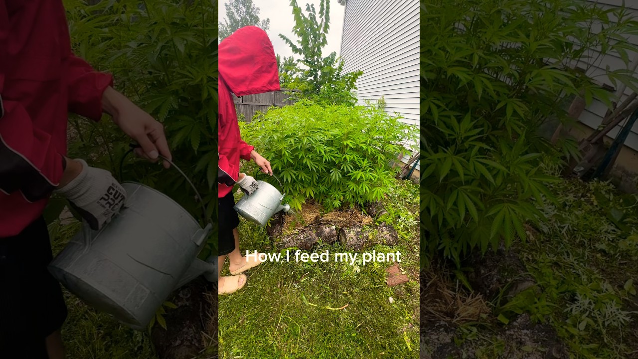 How I feed my outdoor grow
