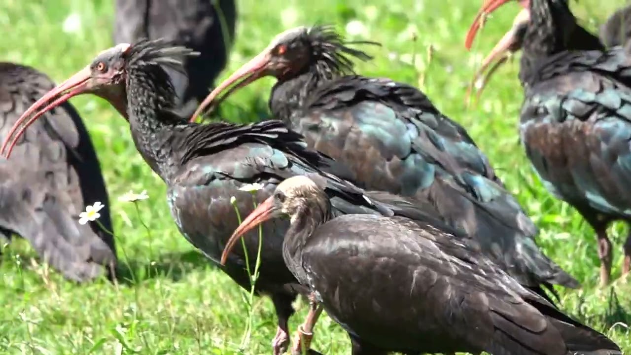 Elanor,ritrovato il piccolo Ibis eremita nato a Orbetello e scomparso sull'Appennino,ora è all'OASI