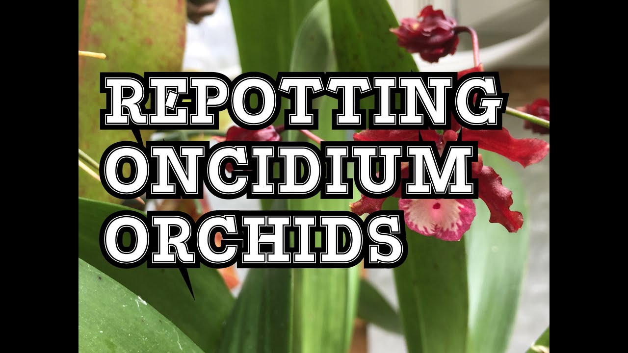 ONCIDIUM ORCHID CARE: HOW TO REPOT ONCIDIUM SHARRY BABY AND SIMILAR ORCHIDS