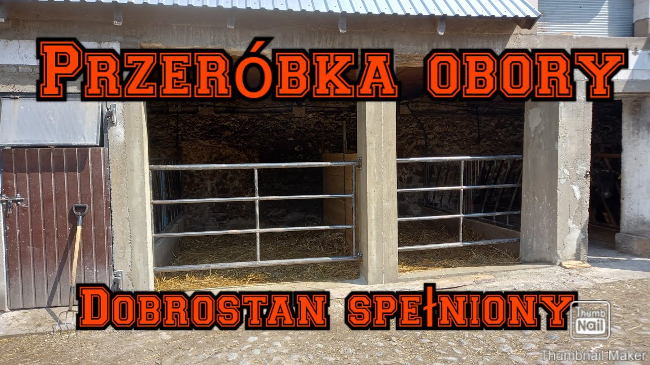 Przeróbka obory z stanowisk na luz Dobrostan spełniony Wszystkie byki na luzie .