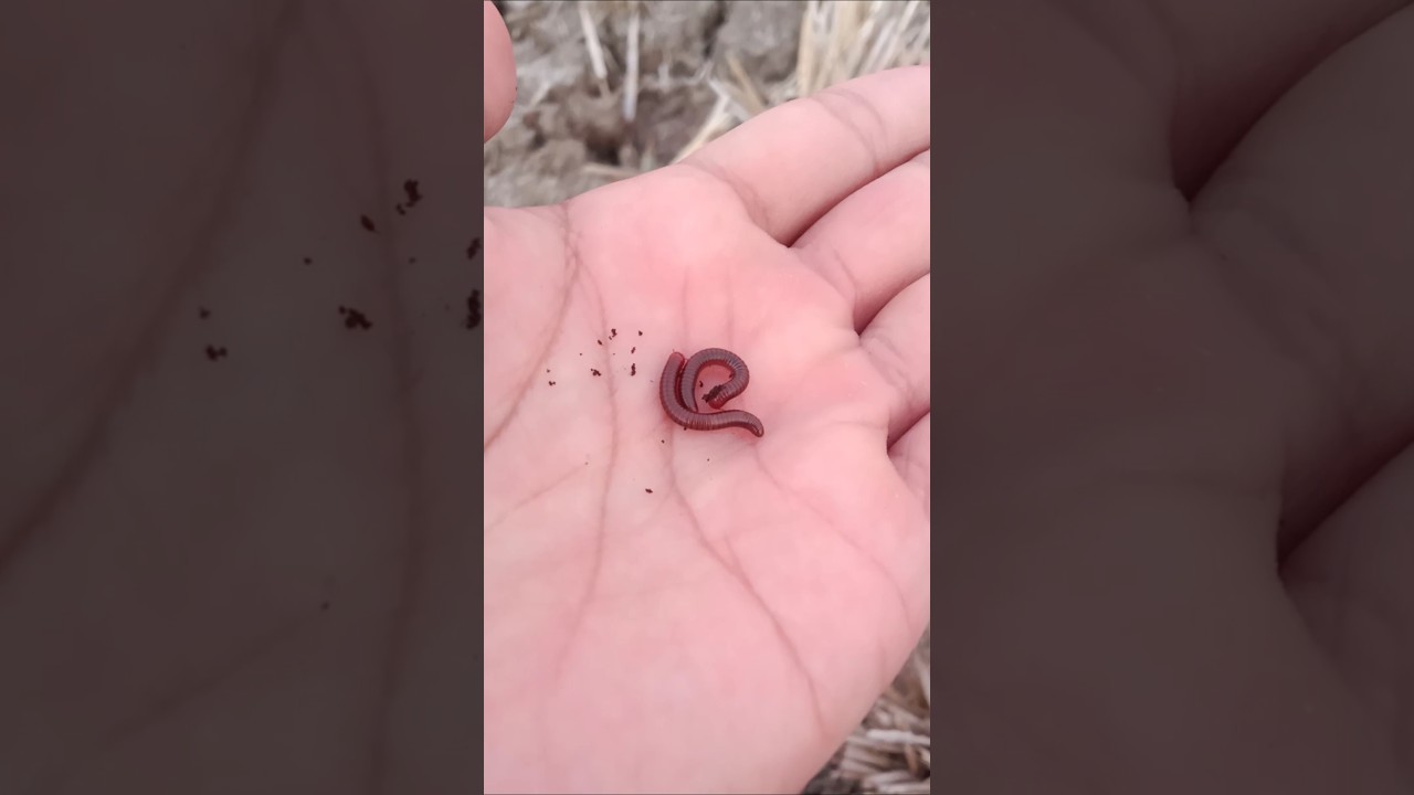 small millipedes walk quickly 
