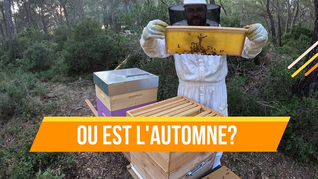 Saison 1 Ep 19 . Nouveau rucher ! LA TECHNIQUE A MARCHE !! PLUS DE COUVAIN ! #apiculture #abeilles