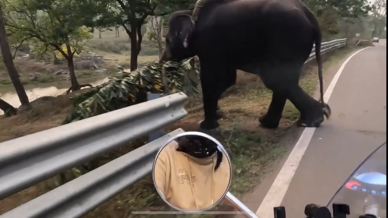 Close Encounter with Elephants in jungle| Rogue Elephant|Bikevlogforest. EP - 6