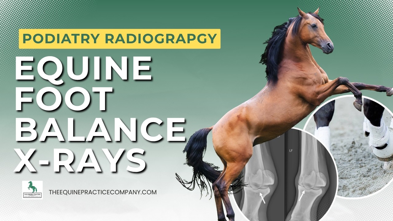 Equine Foot Balance X-Rays: How Block Setup Impacts Image Accuracy