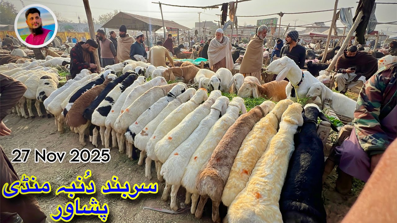 Dumba Mandi Sarband Peshawar 27/11/2025 New Updates Turkey Balkhi Sheep Season 2026 Izhar Ali Shah
