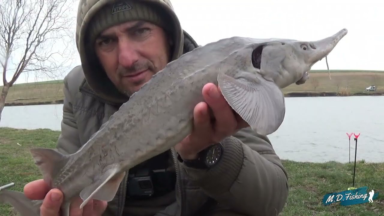 SUPER PARTIDA DE FEBRUARIE LA FEEDER  PE BALTA CATRUNESTI 3, CU NEA AURICA PESCARUL