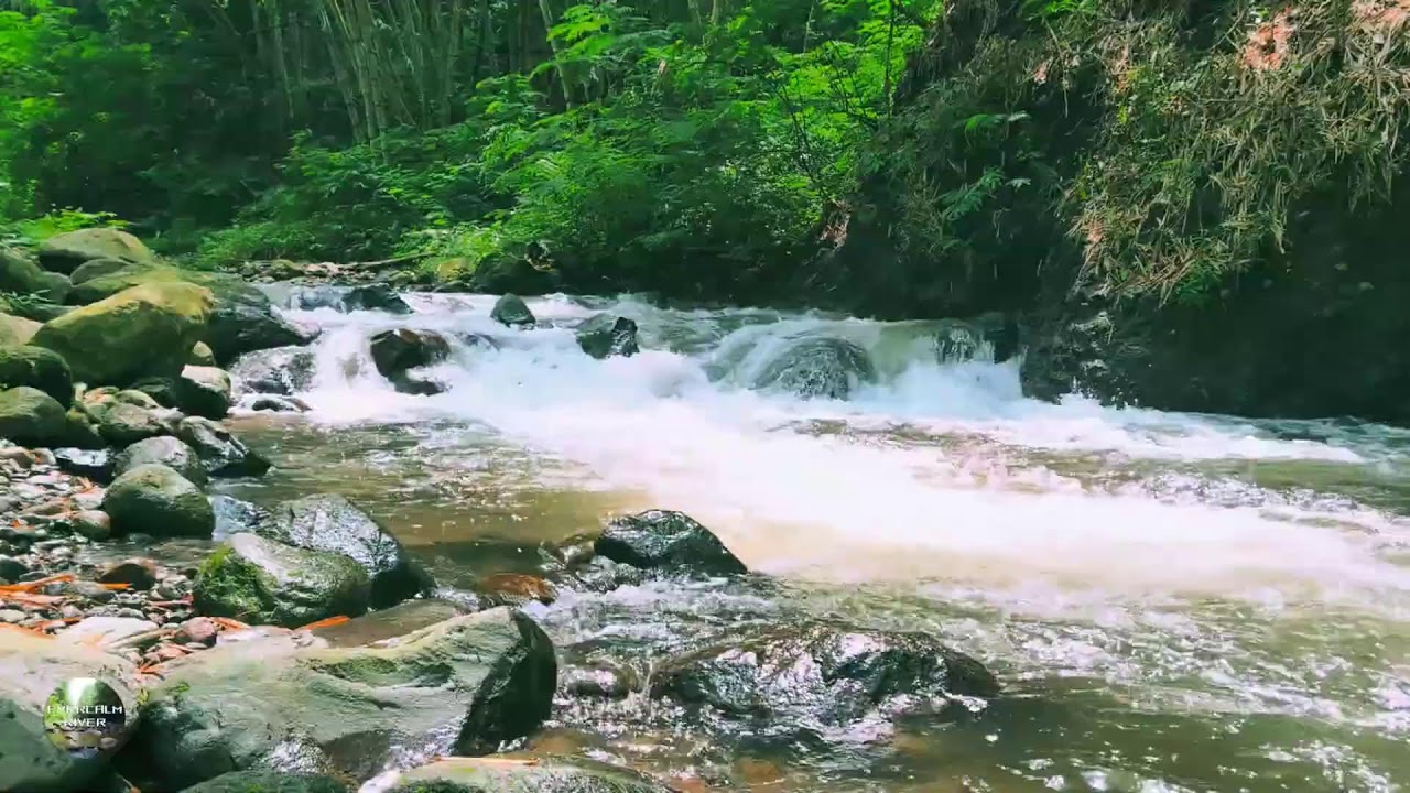 Trouble Sleeping? Try This 🌙 All Night Soothing River and Bird Ambience