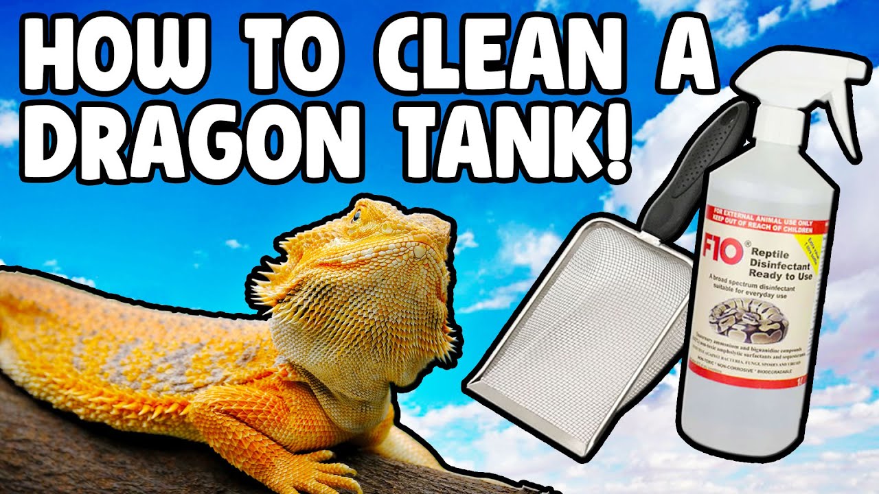 How To Clean a Bearded Dragon Tank!
