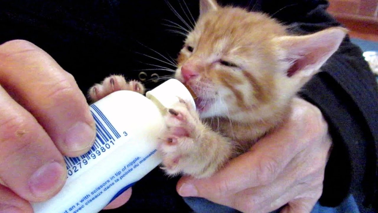 Bottle Fed Foster Kitten Kneads His Milk