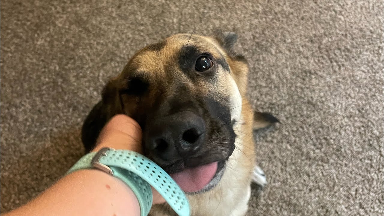 ASMR Dogs- Jada the German Shepherd- fur scratching, brushing, rain sounds