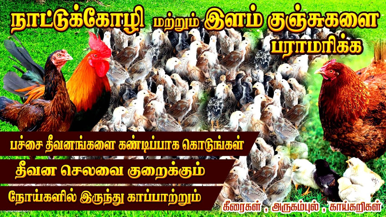 ##இளம் நாட்டுக்கோழி குஞ்சுகளை பராமரிக்க பச்சை தீவனங்களை கண்டிப்பாக கொடுங்கள்