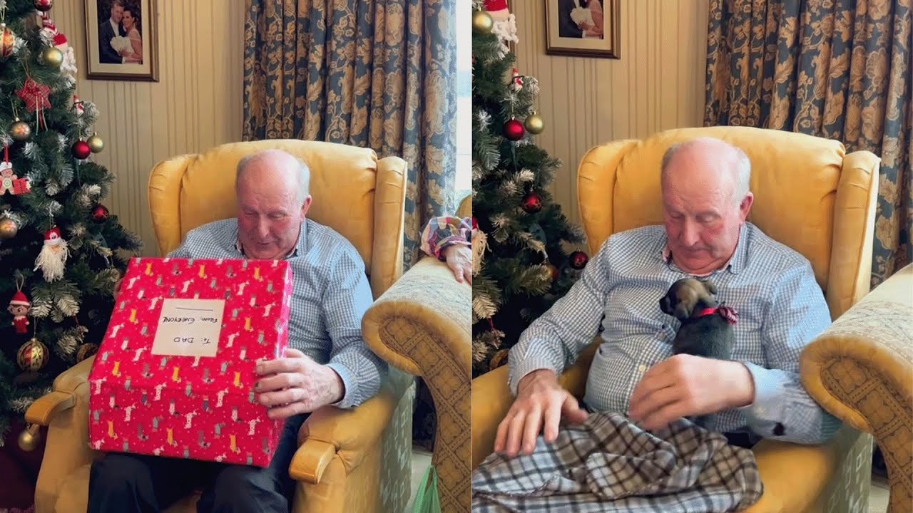 🐕 ПОЛНАЯ новая подборка сюрпризов для щенков 2025 | Дайте волю эмоциям.