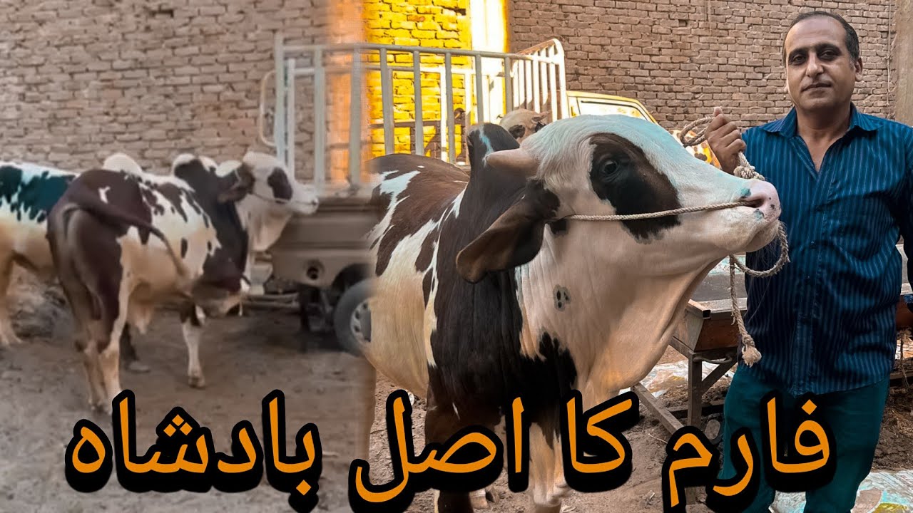 Sonu Cattle Farm Hyderabad | Stunning Bulls