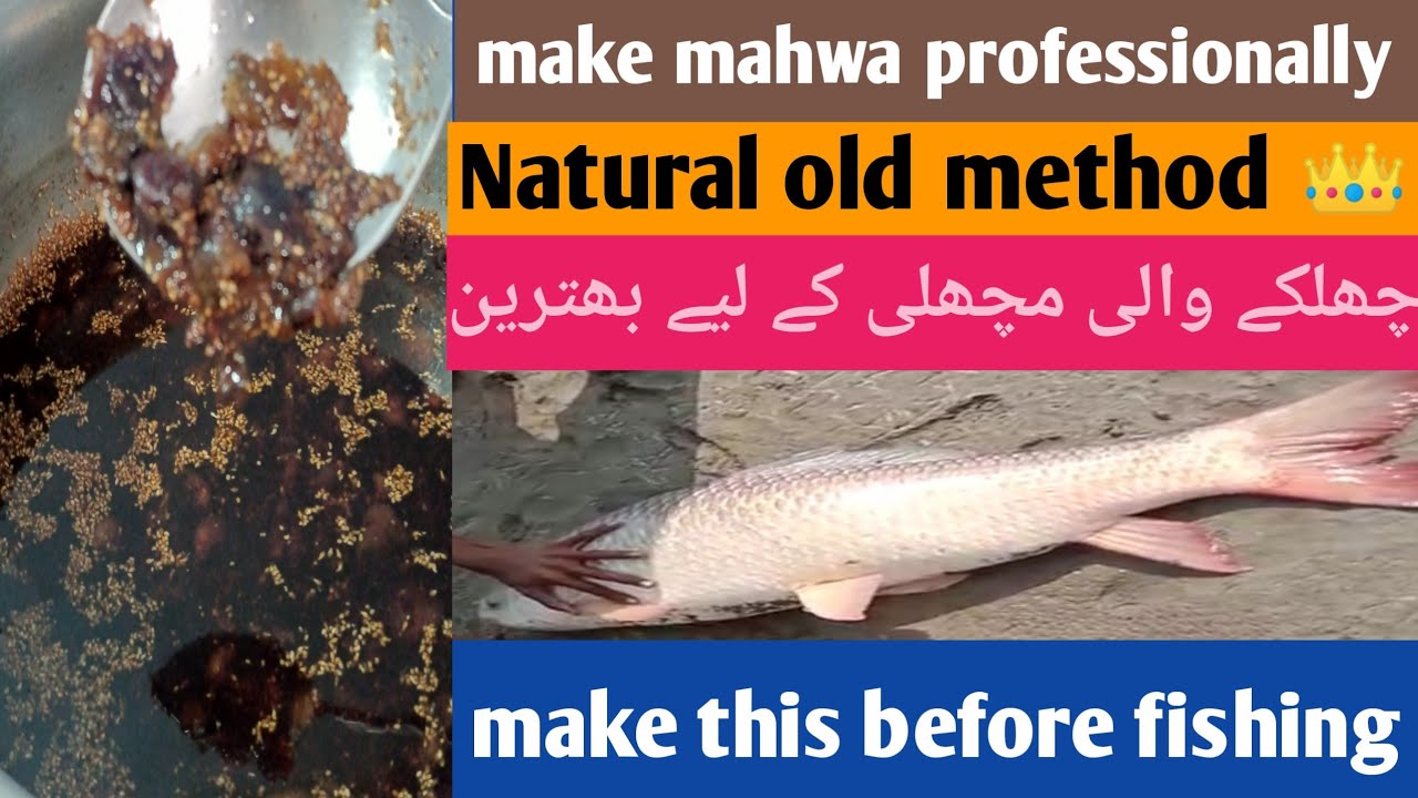 make mahwa professionally|mahwa for fishing|orignal mahwa