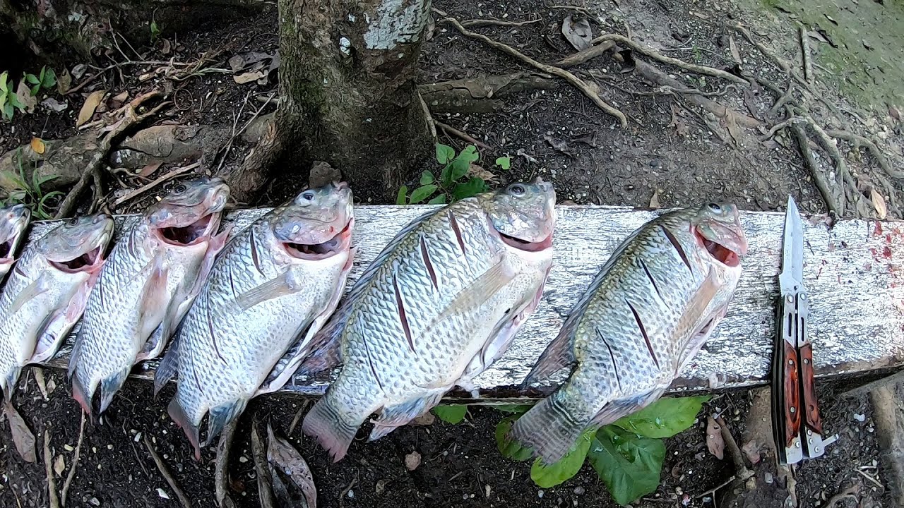 Fritanga De Tilapias Después De La Pesca